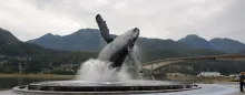 Whale